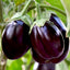 Eggplant | Seeds