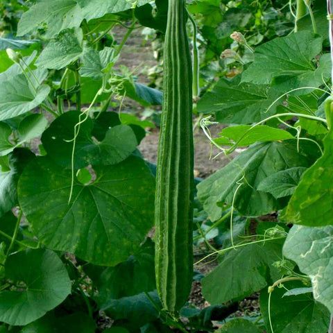Ridge Gourd | Seeds