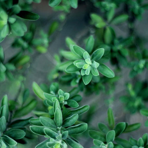 Thyme | Seeds