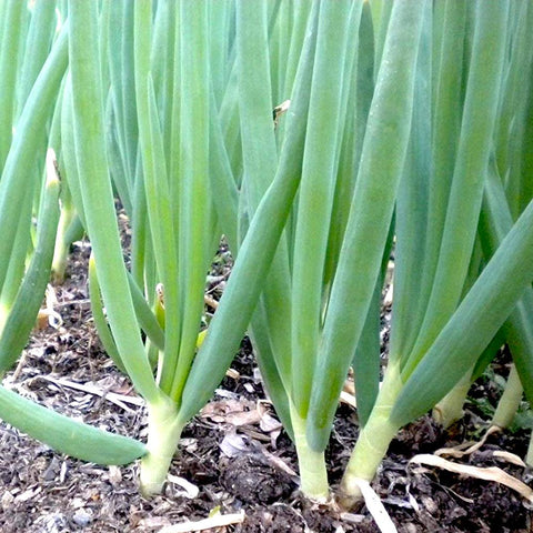 Spring Onion | Seeds