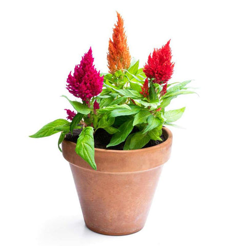 Celosia