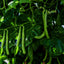 Green Beans | Seeds