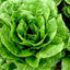 Lettuce | Seeds
