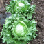 Iceberg Lettuce | Seeds
