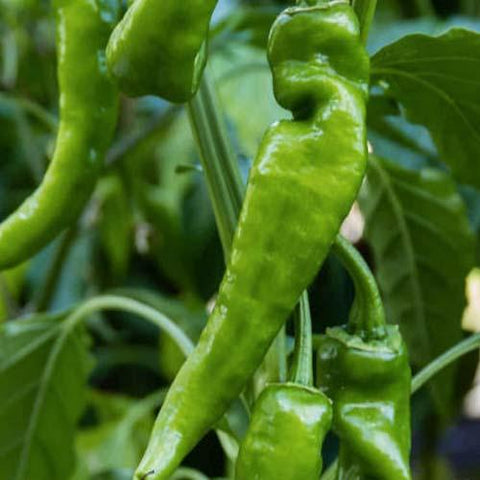 Green Pepper | Seeds