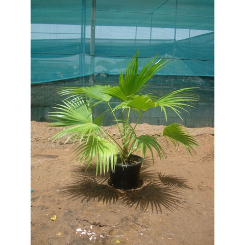 Chinese Fan Palm