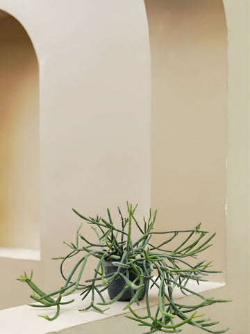 Rhipsalis Pulvinigera