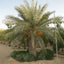 Silver Date Palm