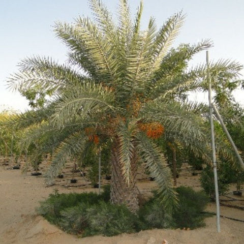 Silver Date Palm