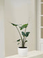 Alocasia Stingray