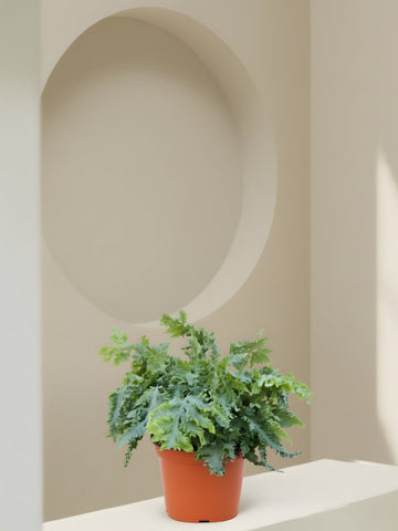 Davana Blue Star Fern