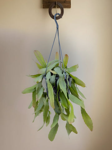 Lepismium Houlettianum