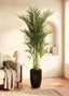 Bamboo Palm