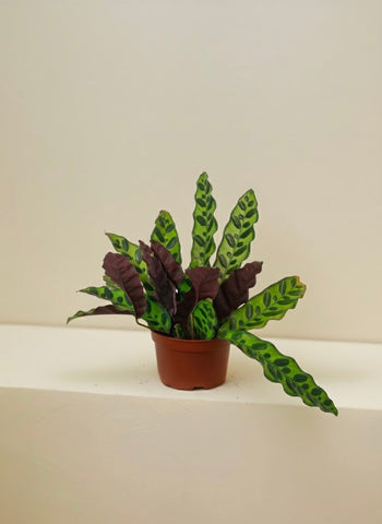 Calathea Lancifolia