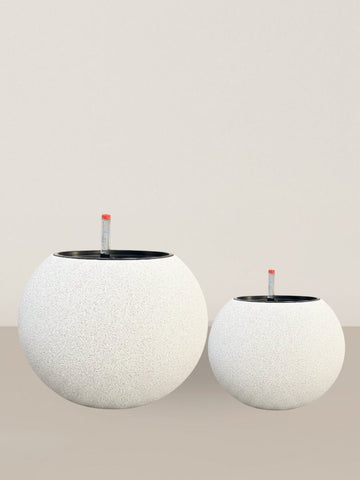 Daisy | Self-watering