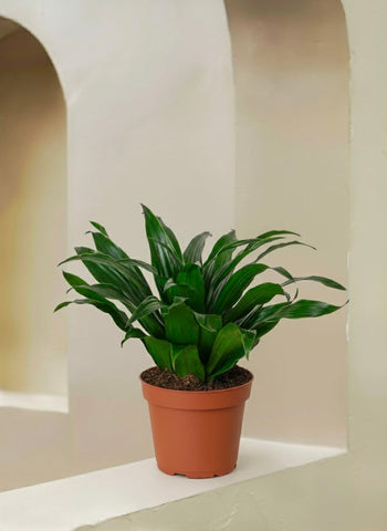 Dracaena Compacta Head