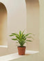 Dracaena Lemon Lime Head