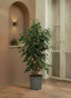 Ficus Benjamina