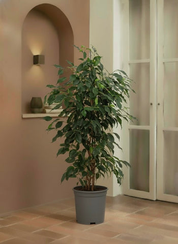 Ficus Benjamina