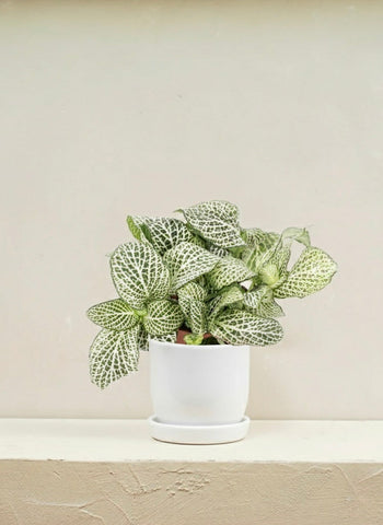 Fittonia Green