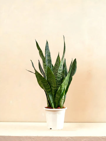 Green Snake Plant