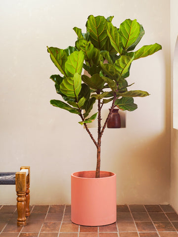 Fiddle Leaf Tree