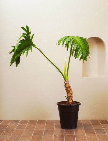 Philodendron Selloum Tree