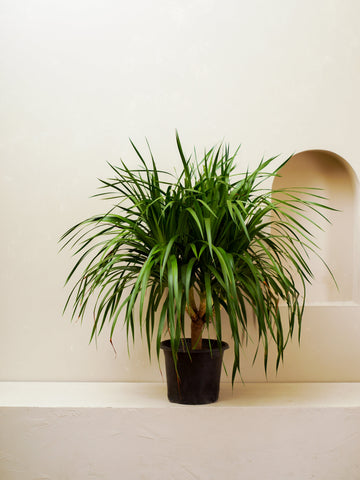 Dracaena Draco