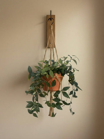 Hanging Peperomia