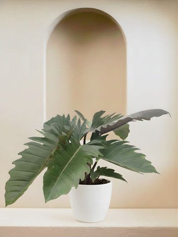 Jungle Boogie Philodendron