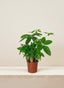 Money Tree