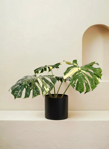 Monstera Thai Constellation