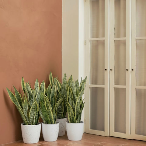 Office Sansevieria Laurentii Bundle