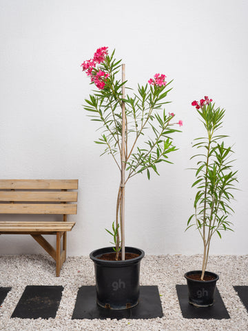 Nerium Oleander