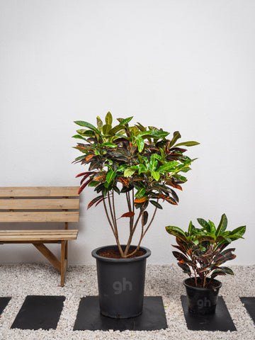 Outdoor Croton
