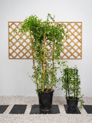 Jasmine Climber