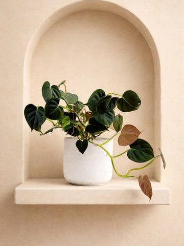 Philodendron Lupinum