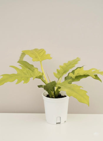 Philodendron Golden Crocodile