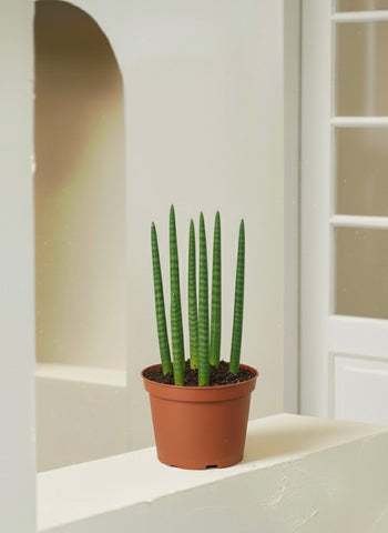 Snake Plant Cylindrica