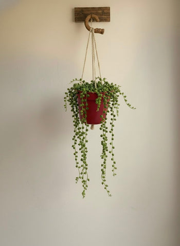String of Pearls