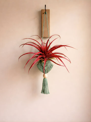 Tillandsia Ionantha