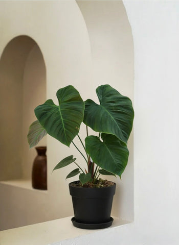 Velvet Leaf Philodendron