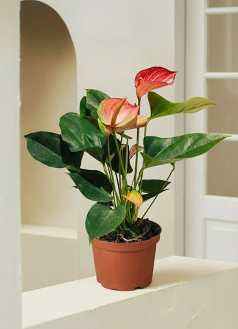 Pink Anthurium