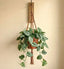 Satin Pothos