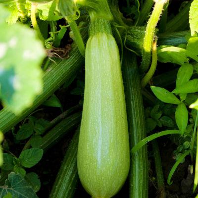 Summer Squash | Seeds