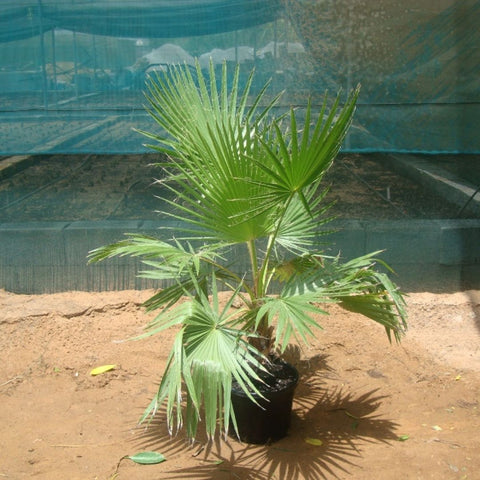 Mexican Fan Palm