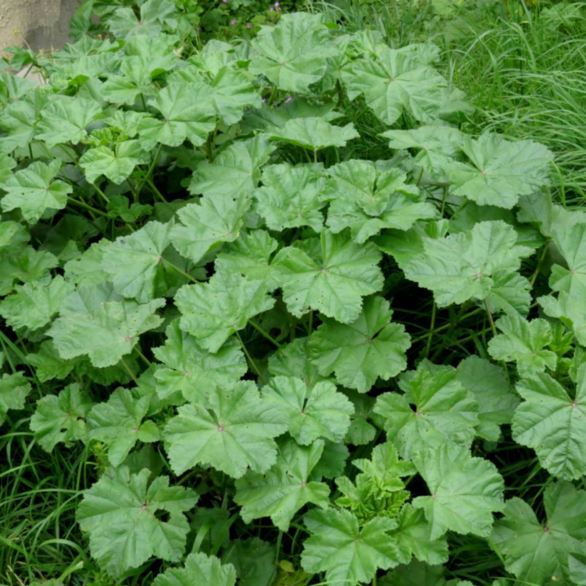 Green Mallow | Seeds