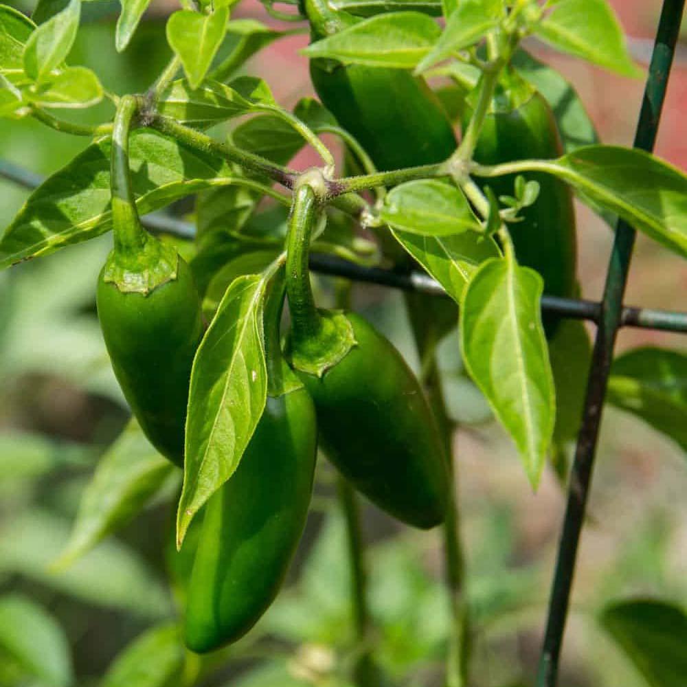 Hot Pepper | Seeds