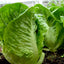 Lollo Lettuce | Seeds