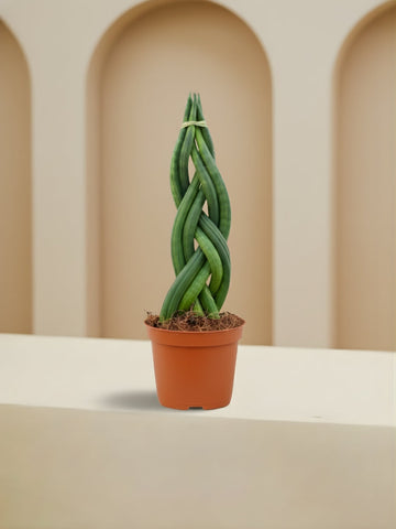 Sansevieria Cylindrica Braid